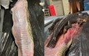 Mổ bụng trăn khổng lồ, phát hiện con cá sấu dài 1,5m