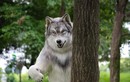Người đàn ông Nhật Bản chi hơn 500 triệu hoá thân thành sói