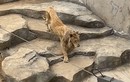 Để sư tử gầy “da bọc xương”, vườn thú hứng chỉ trích
