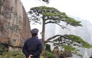 Cây thông 800 năm tuổi ở Trung Quốc có vệ sĩ riêng canh gác