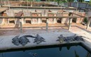 Campuchia: Ngã vào chuồng cá sấu, chủ trang trại bị 40 con “cắn xé” ăn thịt