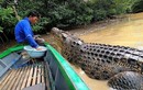 Kỳ lạ ngư dân Indonesia  kết thân với cá sấu dài 4 mét