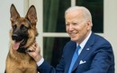 Cắn 10 mật vụ, chó cưng của ông Biden bị đưa đi huấn luyện