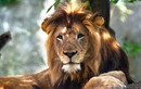Vì đâu sư tử cái cắn chết sư tử đực từng ân ái?