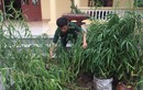 Người dân trồng 30 cây cần sa ở Thái Bình bị phát hiện