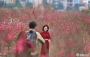 Vườn đào Nhật Tân đỏ rực chuẩn "gọi" mùa xuân mới 