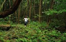 Chuyện rùng rợn ở khu rừng gây ám ảnh nhất Nhật Bản