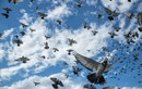 Vùng trời bí ẩn ở Anh khiến hàng loạt chim bồ câu “bốc hơi” 