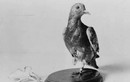 Phi thường chim bồ câu trở thành “người hùng” trong chiến tranh