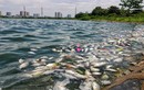 Cá chết nổi trắng hồ Yên Sở ở Hà Nội