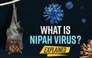 Virus Nipah bùng phát: Nguy hiểm hơn "tử thần" SARS-CoV-2?