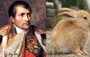 Bách chiến bách thắng, vì sao Napoleon "thảm bại" trước một đàn thỏ? 