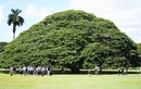 Độc đáo cây cổ thụ giúp Hawaii kiếm bộn tiền từ... Nhật Bản