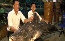 Giật mình loạt “thủy quái” khủng lọt lưới ngư dân Việt 