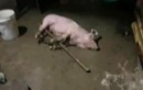 Lũ tràn vào trang trại ở Thanh Hóa, hơn 1.000 con lợn bị chết và cuốn trôi