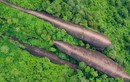 Kinh ngạc “cá voi” khổng lồ 75 triệu năm tuổi trong rừng cây