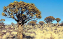 Kỳ dị loài cây 'lộn ngược' sống nghìn tuổi tại sa mạc châu Phi