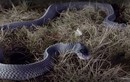 Loài rắn “quái vật​” có thể xơi tái những con rắn cực độc