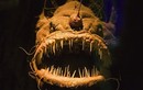 Kiểu săn mồi khiếp đảm của cá quỷ dưới đáy đại dương Anglerfish