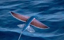 Độc lạ loài cá bay thoăn thoắt trên nước: Việt Nam có nhiều