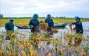 Bộ đội, dân quân tự vệ ngâm mình dưới nước giúp dân cắt lúa