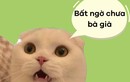 Câu nói viral “bất ngờ chưa bà già” gây tranh cãi lớn vì đâu?