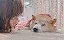 Chú chó Shiba bị chế meme nhiều nhất MXH giờ ra sao?