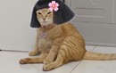 Chú mèo Mỹ Diệu có dáng ngồi đặc biệt bỗng thành "idol mạng"