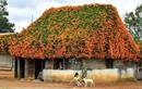 Xuất hiện "Ngôi nhà cổ tích" ở Lâm Đồng, phủ kín hoa chùm ớt 
