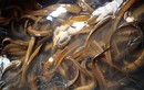 Lươn thịt giảm giá từ 5.000 - 10.000 đồng/kg