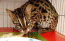Quảng Bình tiếp nhận mèo cẩm thạch cực hiếm: Loài trong Sách đỏ Việt Nam