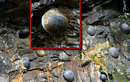 Những tảng đá thần kỳ nhất Trung Quốc: Biết nở hoa, đẻ trứng “sòn sòn” 
