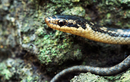 8 loài rắn hiếm nhất hành tinh sắp tuyệt chủng, giật mình lý do