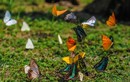 Rừng Cúc Phương vào mùa đẹp nhất bướm bay rợp trời