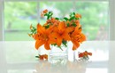 Cắm hoa hợp phong thủy để chiêu tài lộc, rước bình an