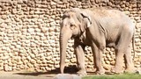 "Con voi buồn nhất thế giới" qua đời sau 43 năm bị nhốt