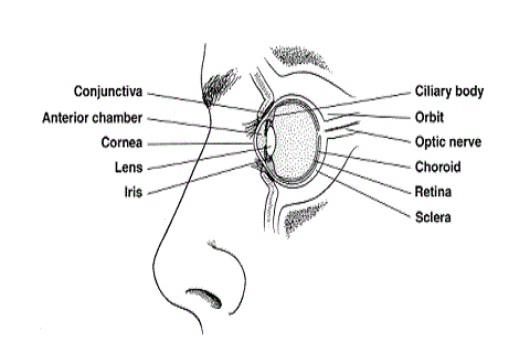 Biểu hiện quan trọng của bệnh ung thư mắt