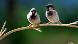 Tuổi thọ chim cảnh có thấp hơn chim ngoài tự nhiên?