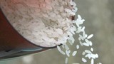 Phân biệt gạo giã nhỏ và gạo tấm 