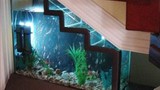 Phong thuỷ: Lưu ý khi đặt bể cá dưới gầm cầu thang
