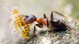 Vì sao kiến có thể mang vật nặng hơn cơ thể?