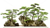 Hướng dẫn cách thay đất cho cây bonsai