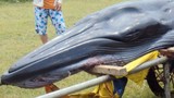 Cá voi trọng thương bơi vào bờ biển Huế