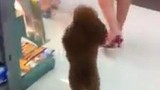Clip vui: Chó đi siêu thị bằng hai chân
