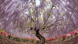 Cây “linh hồn” ở Nhật giống hệt trong phim Avatar