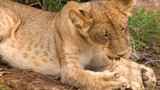 Kỳ lạ: Sư tử “bó tay” trước rùa nhỏ bé