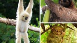 Top động vật “leo cây” dễ thương nhất thế giới