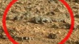Phát hiện thằn lằn trên… sao Hỏa?