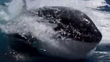Cá voi sát thủ săn đuổi đôi tình nhân chạy “té khói“
