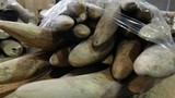 Philippines tiêu hủy 5 tấn ngà voi buôn lậu